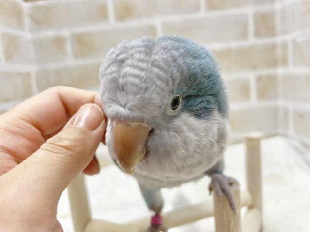 オキナインコ