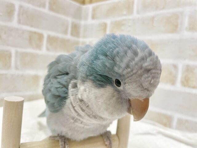 オキナインコ