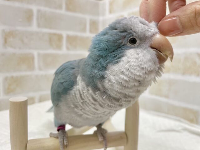 オキナインコ