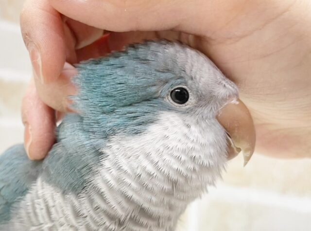 とにかく甘えたい😊　オキナインコ（ブルー）