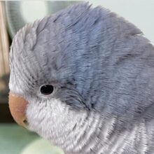 かまって〜😊😉　オキナインコ（コバルト）