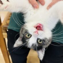 超ホヤホヤ最新画像✨目からハートが飛び出るよ♥スコティッシュフォールドくん！