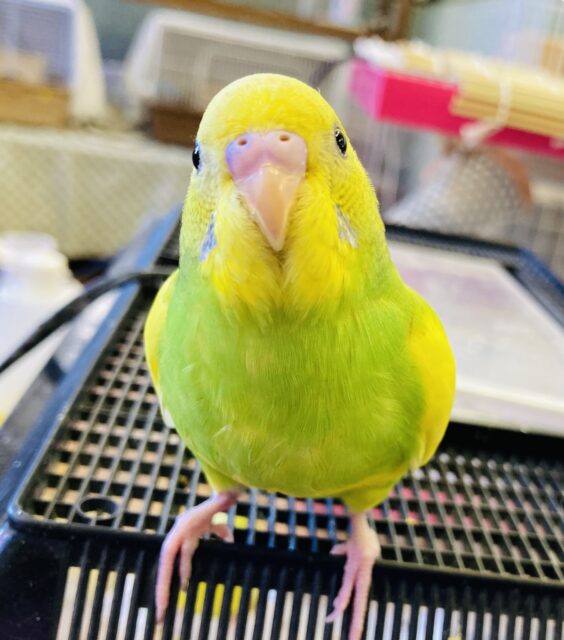 セキセイインコ