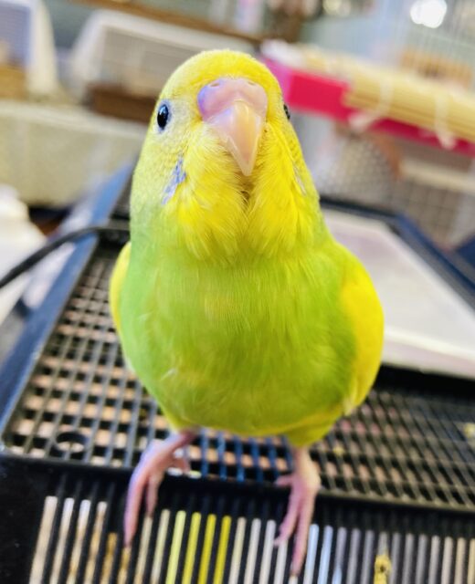 セキセイインコ