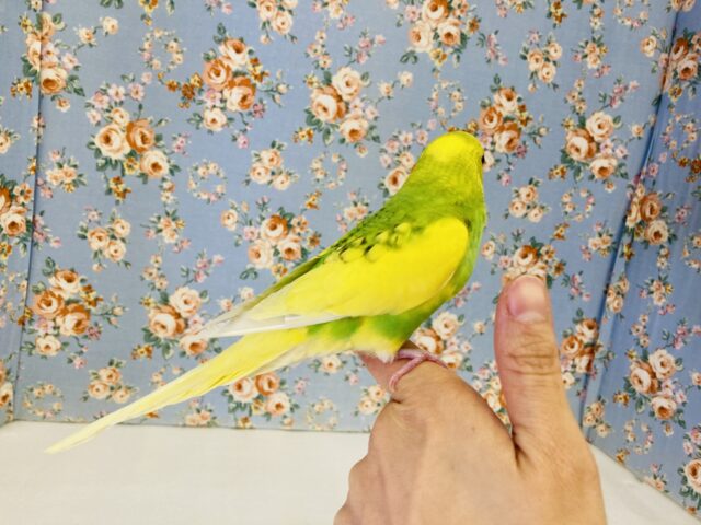 セキセイインコ