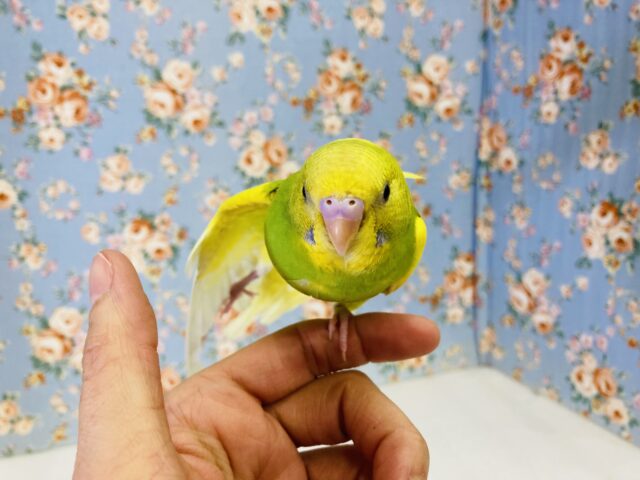 セキセイインコ