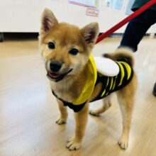 超ホヤホヤ最新画像✨人が大好き過ぎて尻尾が止まらないよ♬.*ﾟ豆柴くん！