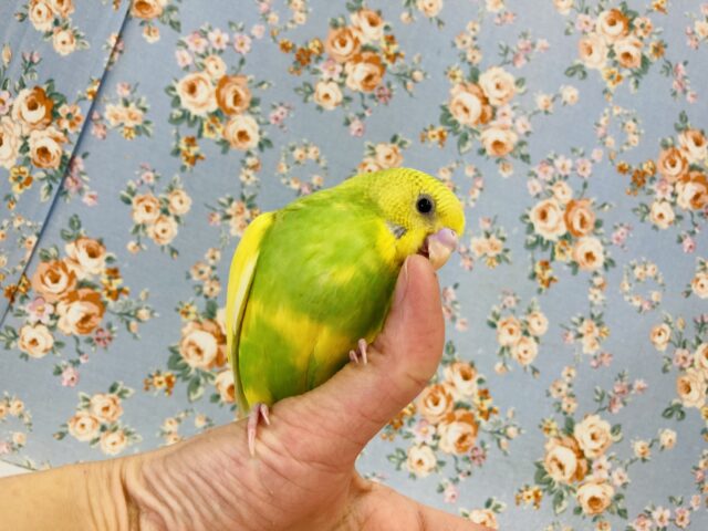 セキセイインコ