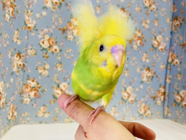 セキセイインコ