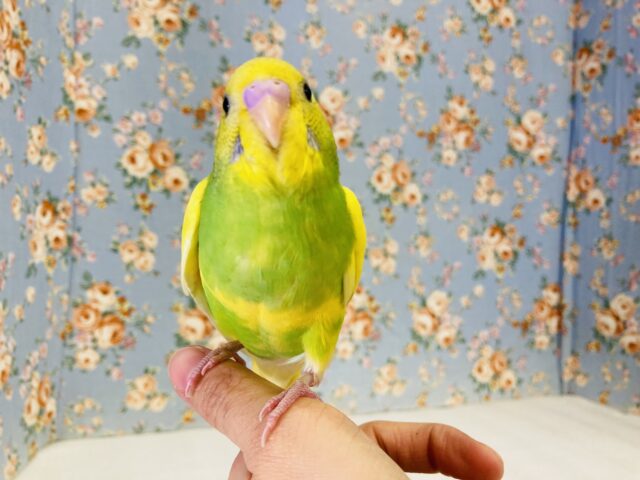 愛おしさ爆発💟かわいすぎインコちゃん(*´˘`*)🤍