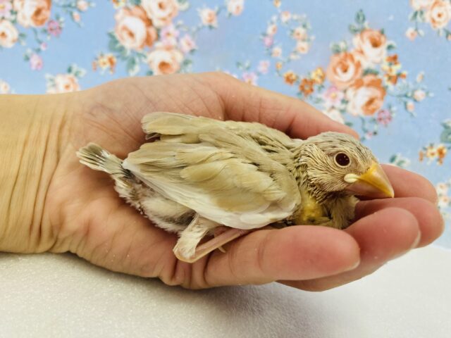 ■■■ 文鳥 ■■■