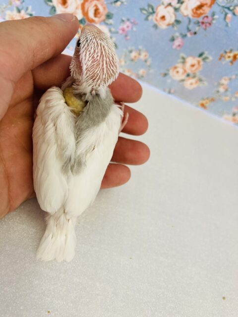 ■■■ 文鳥 ■■■