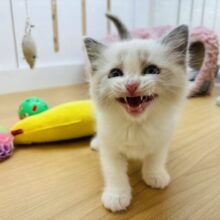 穴蔵から可愛いお顔がこんにちは♥ラグドールくん！