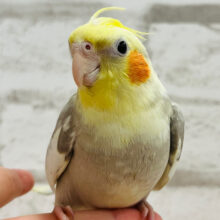 【最新画像・動画更新🪄ひとり餌になりました！】何事にも興味津々な小柄ちゃん🧚オカメインコ(シナモン) ヒナ