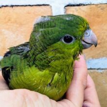 久しぶり✨サザナミインコのヒナ(ノーマル)入荷しました♥️