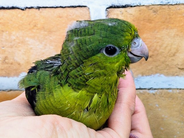 久しぶり✨サザナミインコのヒナ(ノーマル)入荷しました♥️