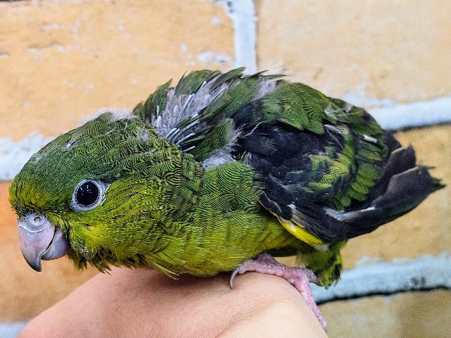 サザナミインコ