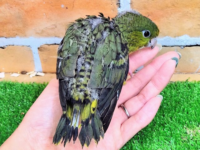 サザナミインコ