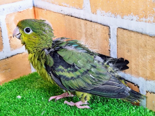 サザナミインコ