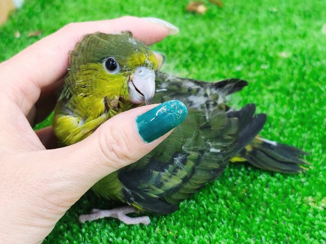 サザナミインコ