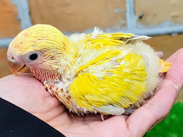 コザクラインコ（小桜インコ）