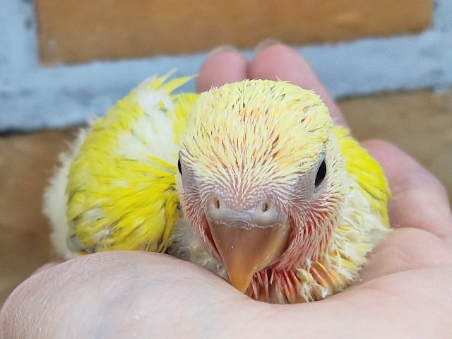 コザクラインコ（小桜インコ）