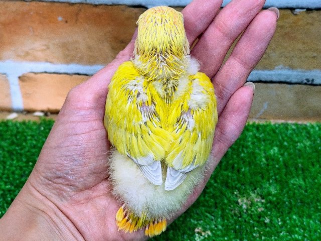 コザクラインコ（小桜インコ）