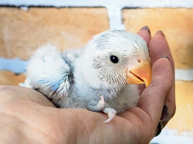 空色🩵‎🤍の綺麗な小桜インコのヒナ(ブルー系パイド)入荷しました♥️