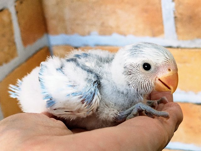 コザクラインコ（小桜インコ）