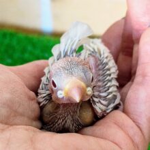 レアカラー✨シルバー文鳥のヒナ(シルバーイノ)入荷しました♥️