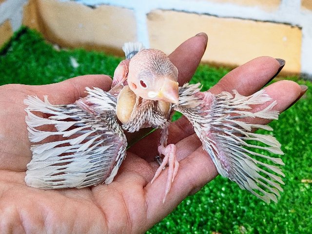 シルバーイノ文鳥