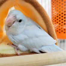 ベタなれ♥️マメルリハの女の子(アメリカンホワイト)入荷しました♥️