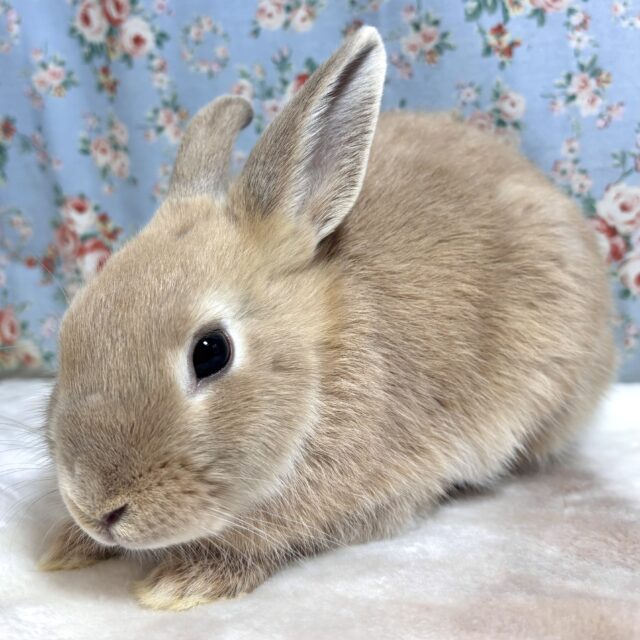 ネザーランドドワーフ