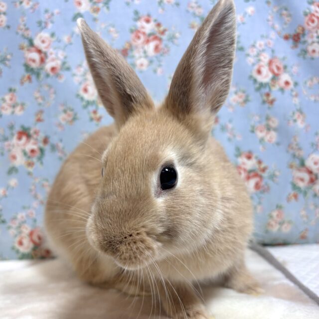 ネザーランドドワーフラビット 男の子 オレンジ ‪🧡‬‪🍊･.｡*･.｡*