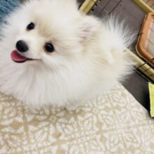 最新画像🌟ニッコリニコニコ❤︎⁾⁾ふわふわもふもふ！ポメラニアンくんがやってきた！＾＾
