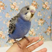 おっとり穏やかな🫧癒したっぷりの激かわインコちゃんです💟