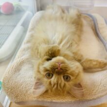 心開いたら最後です…♡サイベリアンくん！