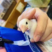 *🤍🤎かわいい文ちゃん　白文鳥さん🤎🤍*