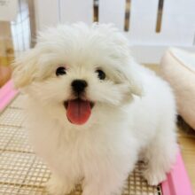 とびっきりのスマイルをお届け〜♡ミックス犬ちゃん(ペキニーズ×マルチーズ)