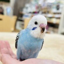【最新画像更新🪄】猪突猛進☆爽やかブルー🩵セキセイインコ（オパーリン）ヒナ