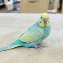 【最新画像更新🪄】華やかさに虜💓セキセイインコ（パステルカラーレインボースパングル）ヒナ