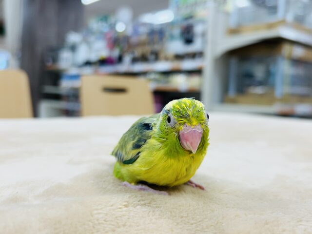 マメルリハ