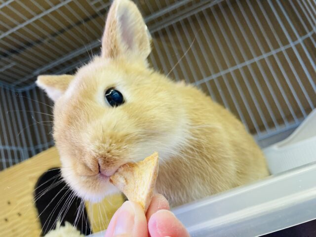 小さな柔らか天使❤︎*⭐︎ かわいいネザーランドドワーフちゃん､女のコ🍊♀