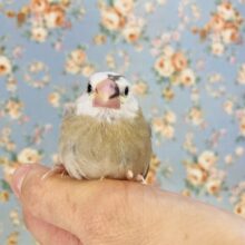 奇跡のかわいさ🫧個性溢れる桜文鳥(パイド)ヒナちゃん🤍🤎