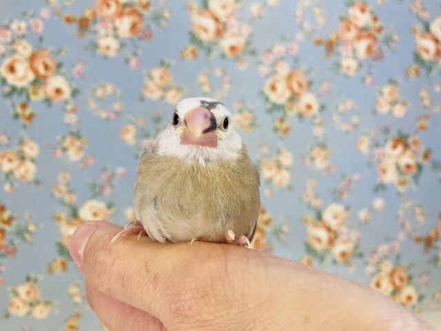 奇跡のかわいさ🫧個性溢れる桜文鳥(パイド)ヒナちゃん🤍🤎