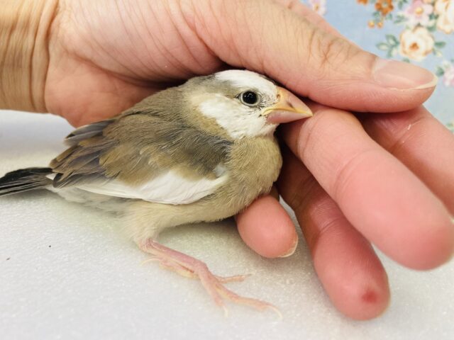 桜文鳥