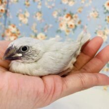 まだまだ赤ちゃんの姿❢❢シルバー文鳥ヒナちゃん🤍🩶