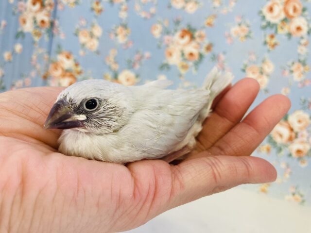 まだまだ赤ちゃんの姿❢❢シルバー文鳥ヒナちゃん🤍🩶