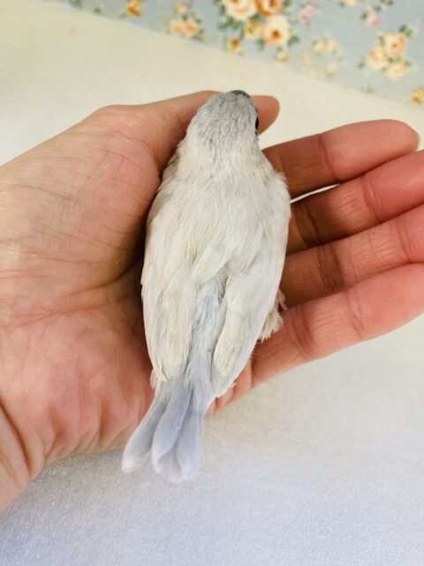 シルバー文鳥