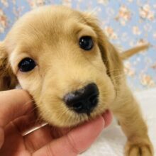 かわいいが溢れてますтωт🧡癒し120%❢❢ミニチュアダックスフンド(ゴールド)男のコ🌟♂